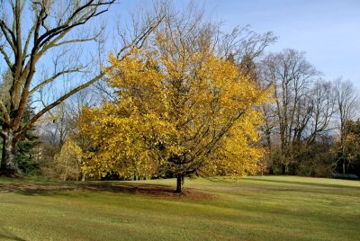 Carpinus betulus - habr obecný - podzimní habitus (83)
